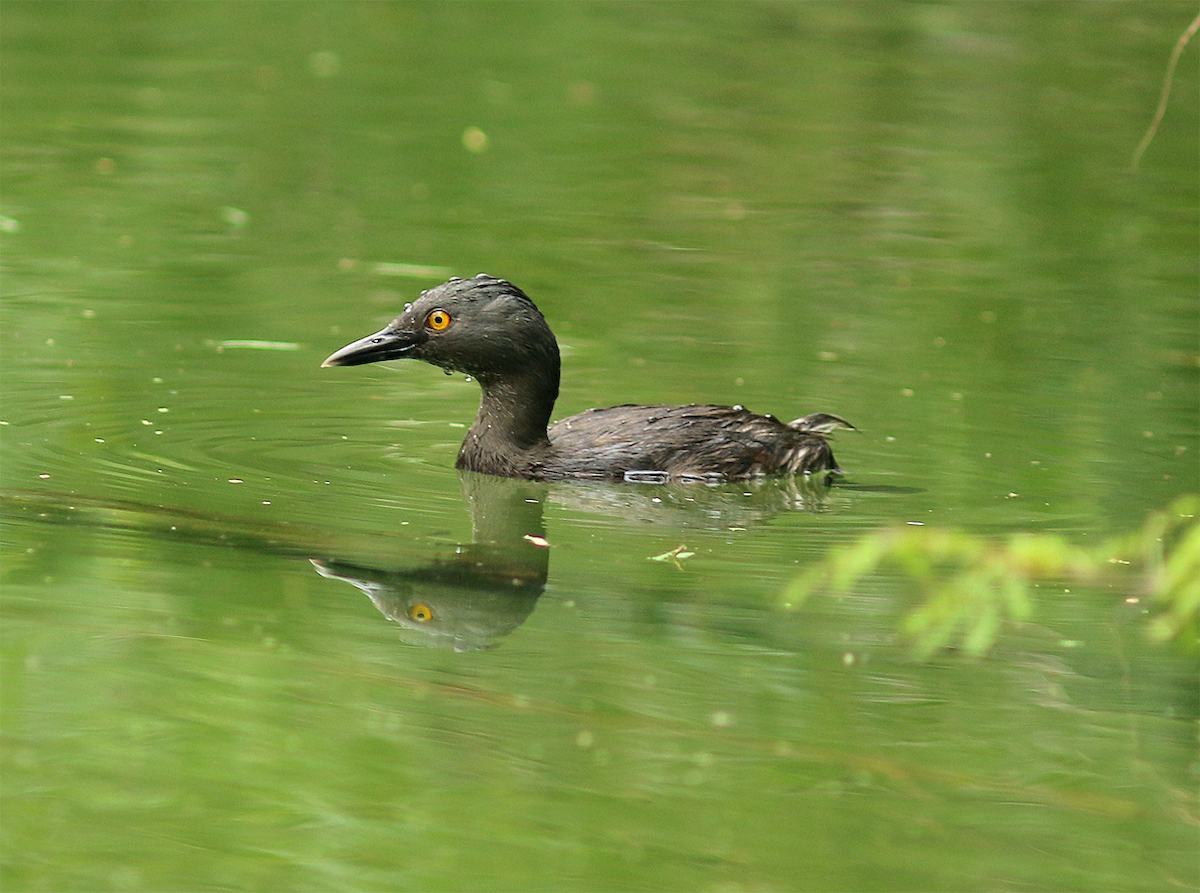 Least Grebe - Mike Fahay