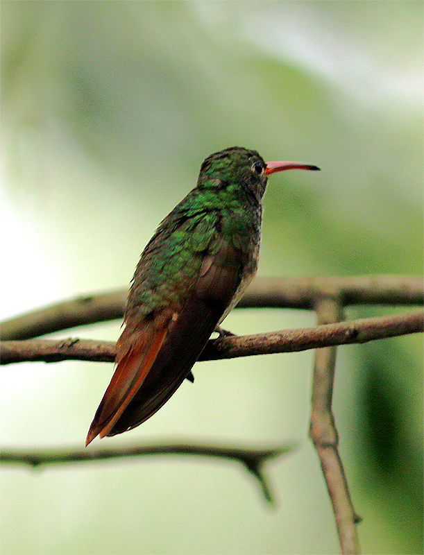 Buff-bellied Hummingbird - Mike Fahay