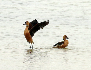 Fulvous Whistling-Duck, ML97905311