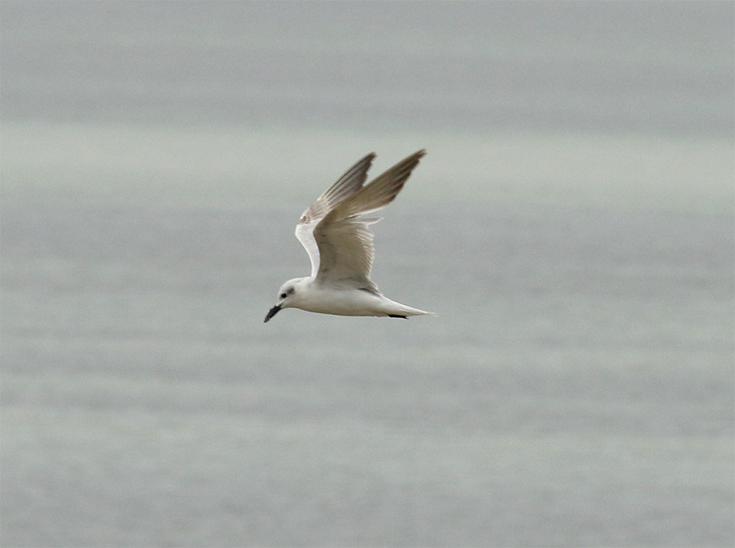Gull-billed Tern - Mike Fahay