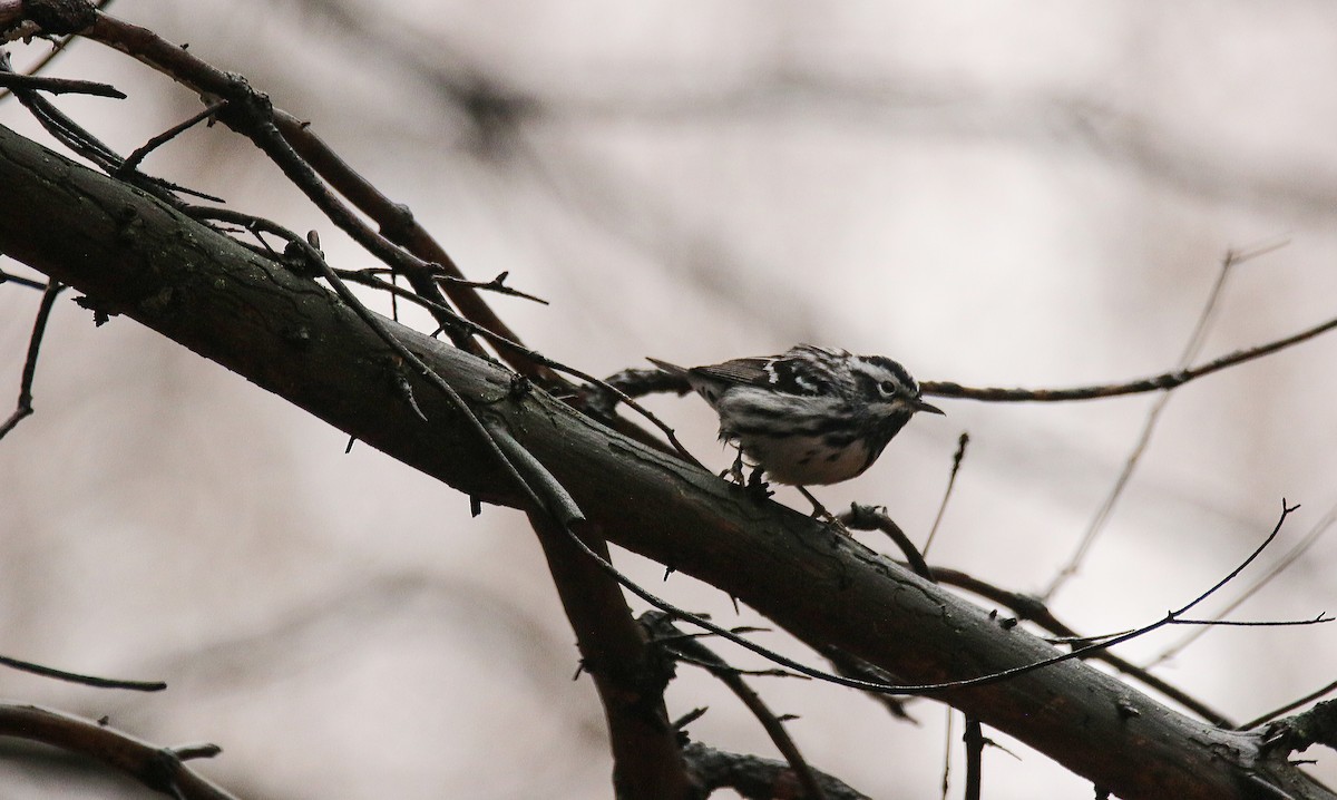 Black-and-white Warbler - ML97907041