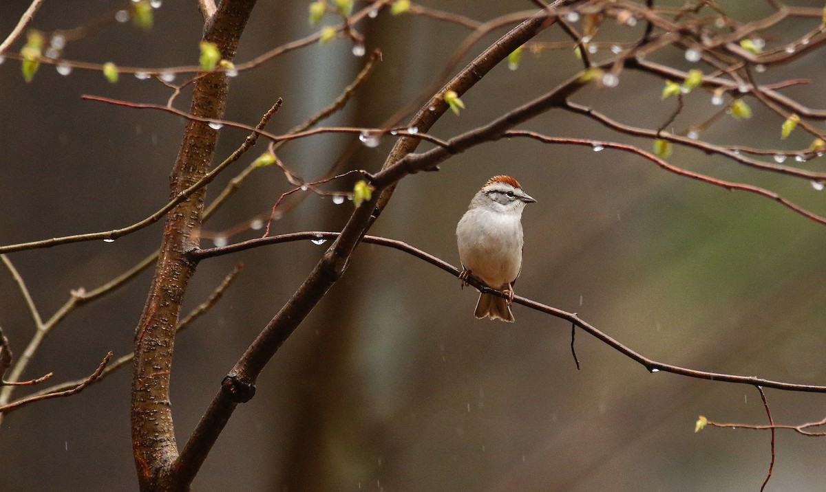 Chipping Sparrow - ML97907161