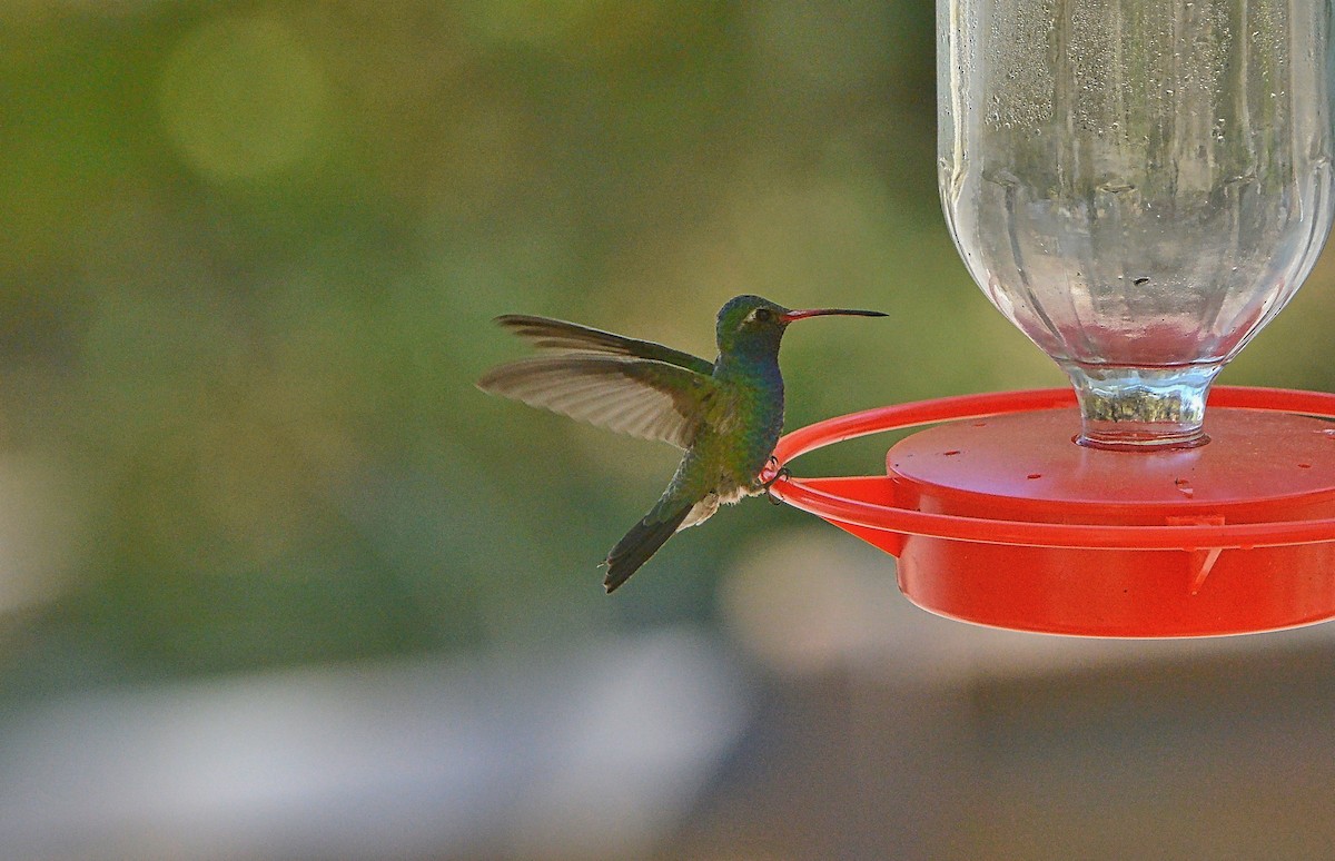 kolibřík širokozobý - ML97907411