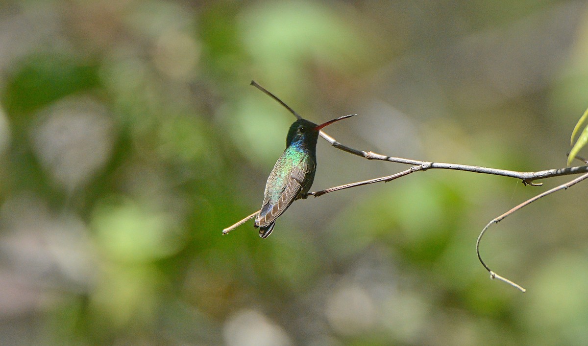 Broad-billed Hummingbird - Douglas Hall