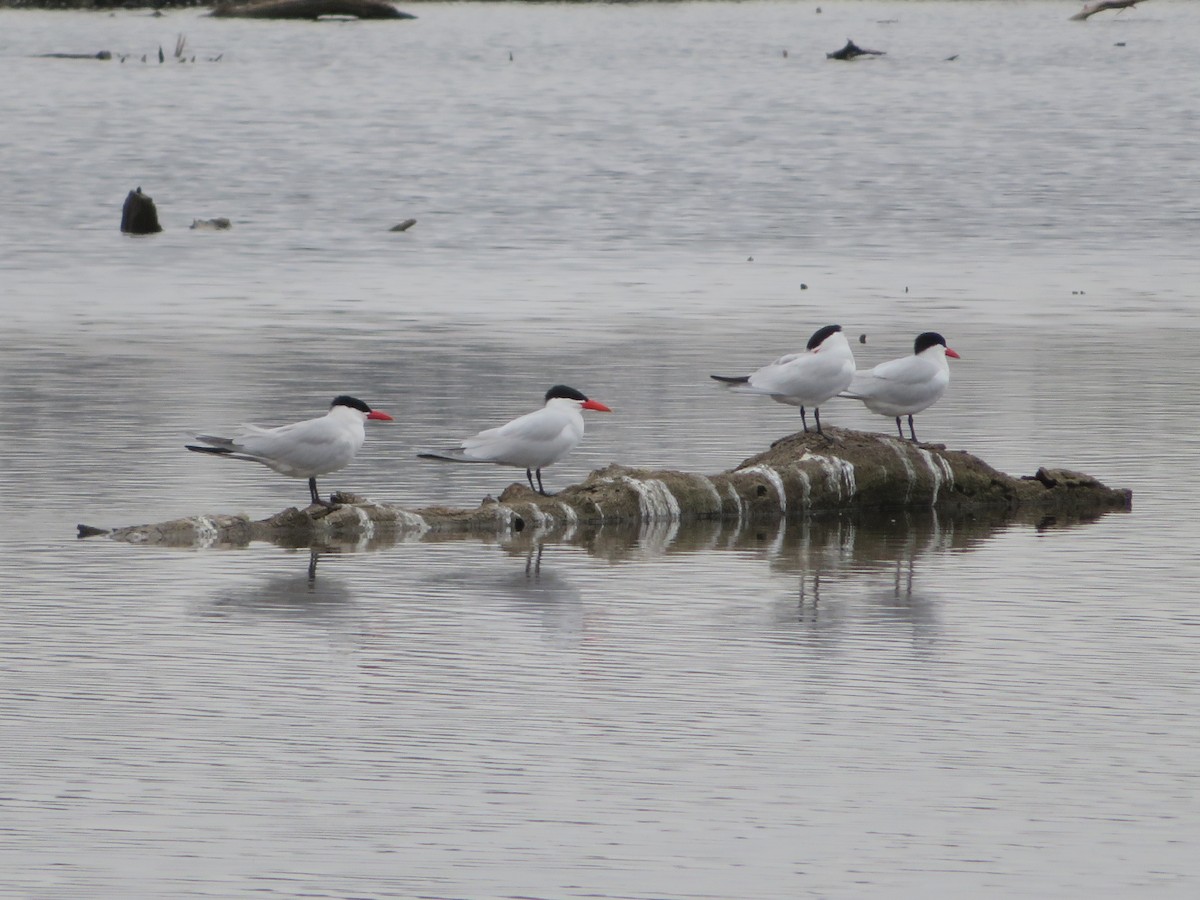 Caspian Tern - Colette and Kris Jungbluth