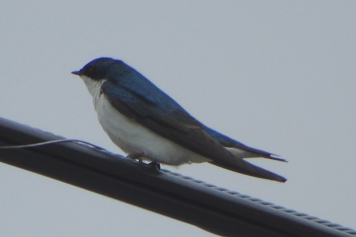 Tree Swallow - Sandi Keereweer