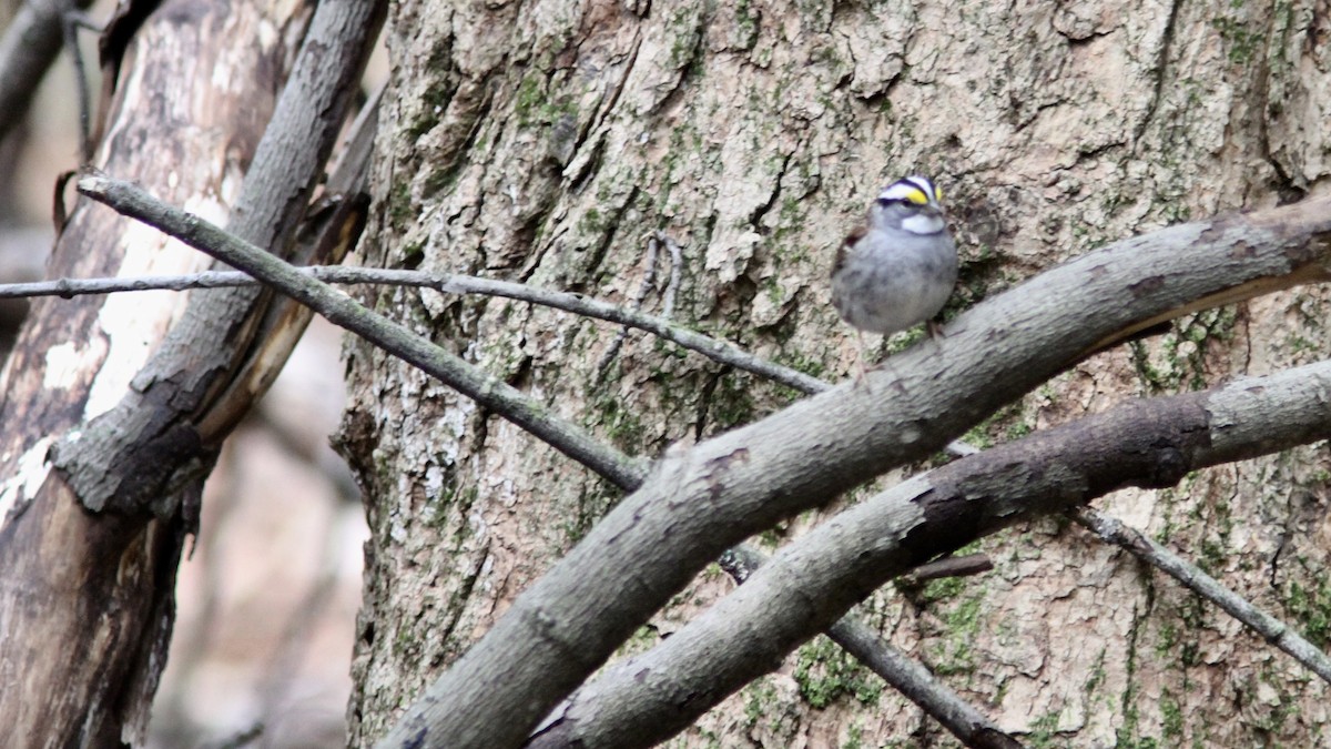 White-throated Sparrow - Pierre Bergeron