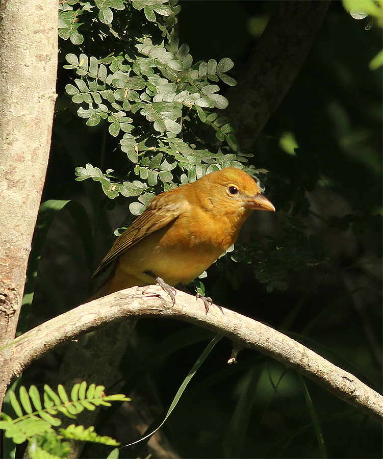 Summer Tanager - Mike Fahay