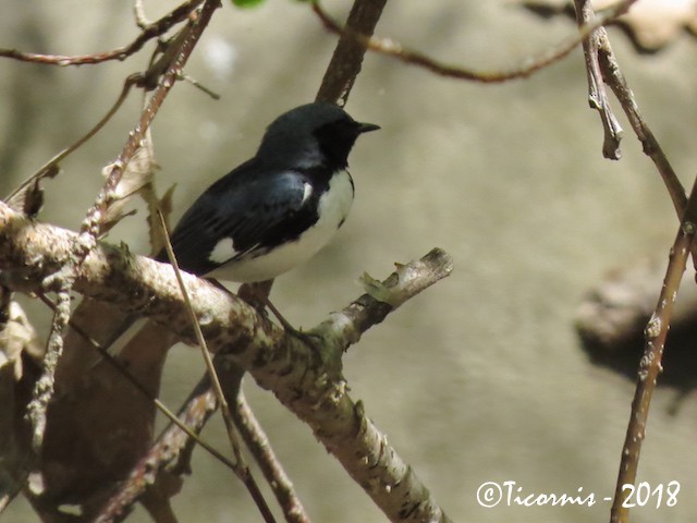 Black-throated Blue Warbler - ML97917691