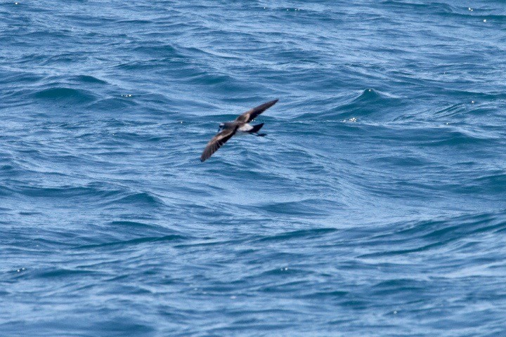 White-faced Storm-Petrel - Gil Ewing