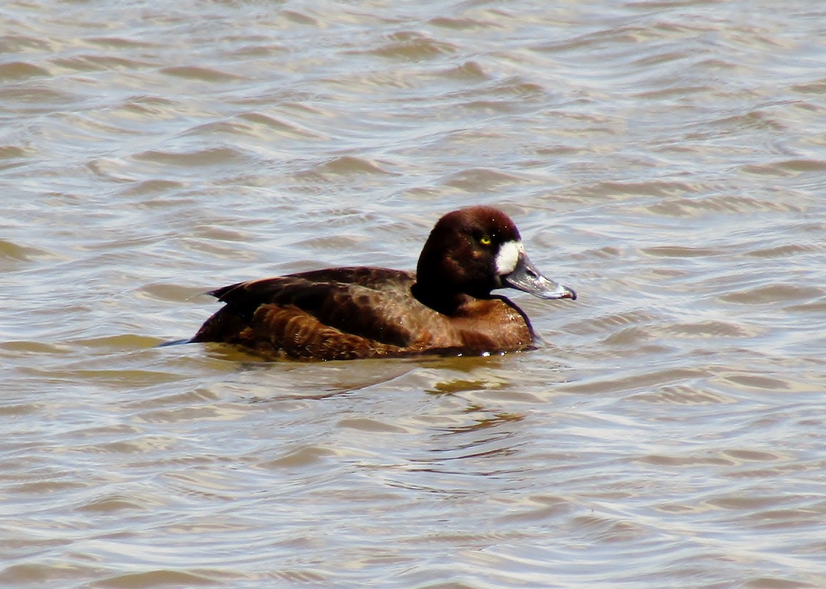 Greater Scaup - ML97921821