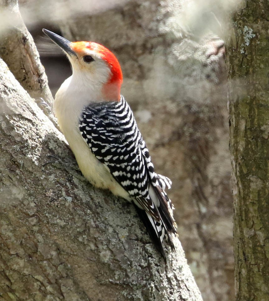 Red-bellied Woodpecker - Mark Dennis