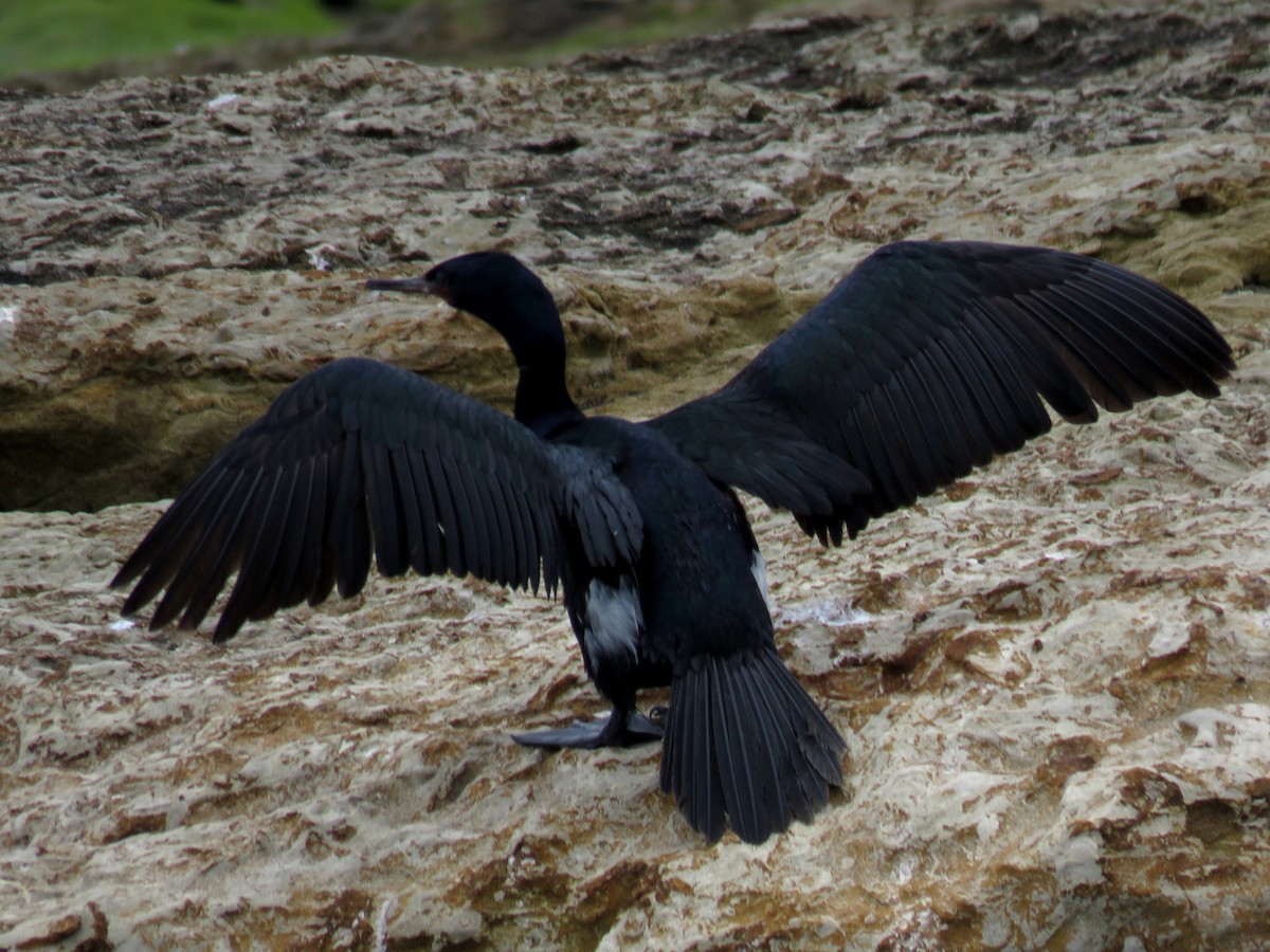Pelagic Cormorant - Norman Uyeda