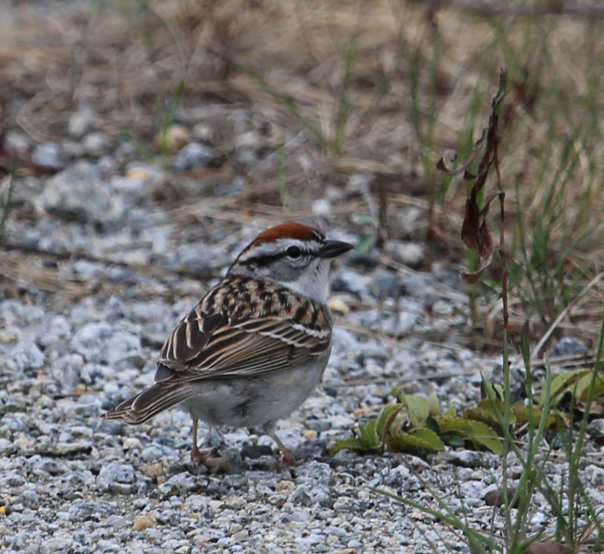 Chipping Sparrow - ML97924211