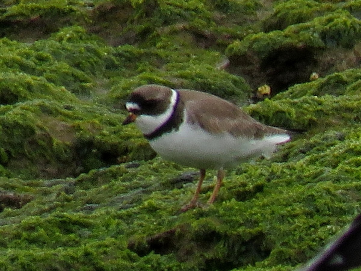 Semipalmated Plover - ML97924481