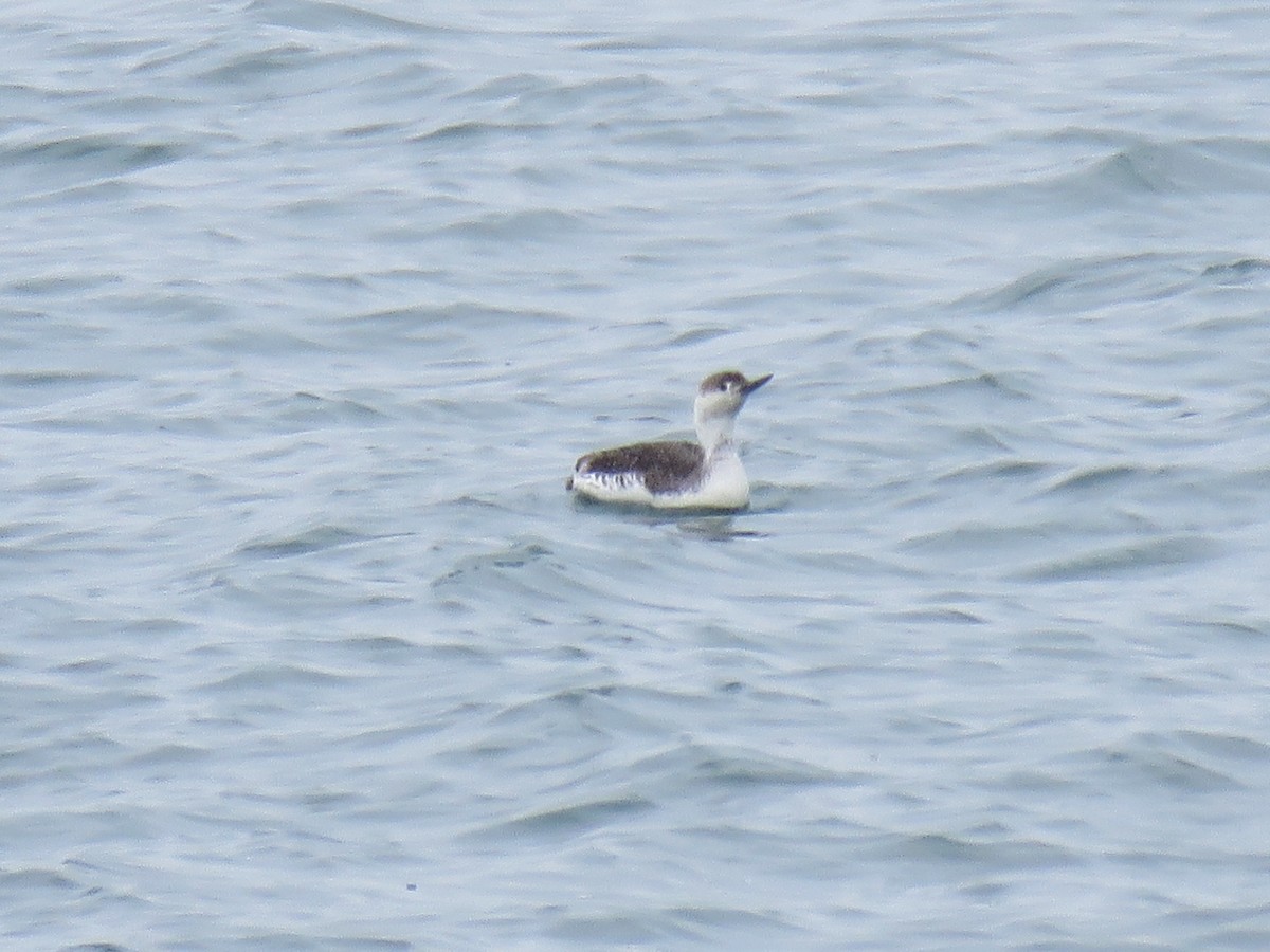 Red-throated Loon - ML97924691