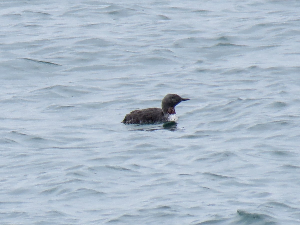 Red-throated Loon - ML97924701