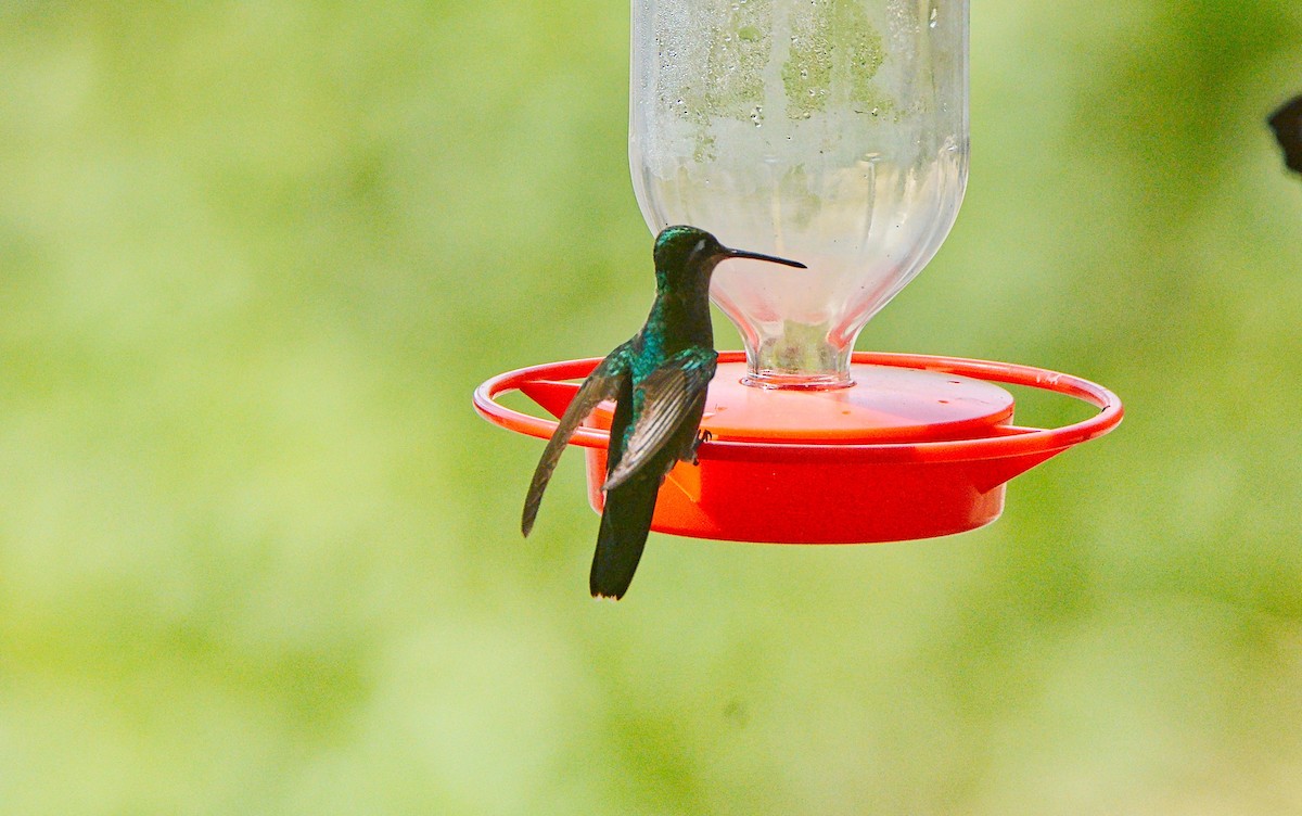 Rivoli's Hummingbird - ML97928201