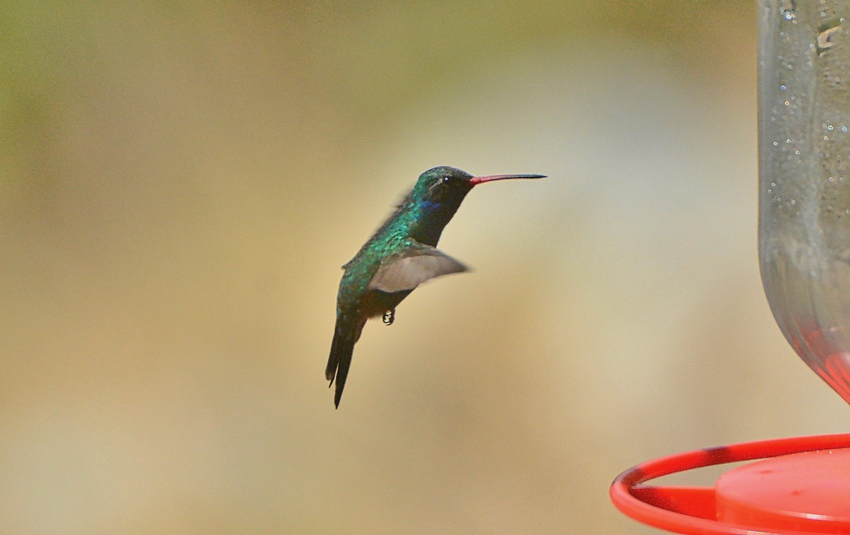 Broad-billed Hummingbird - ML97928461