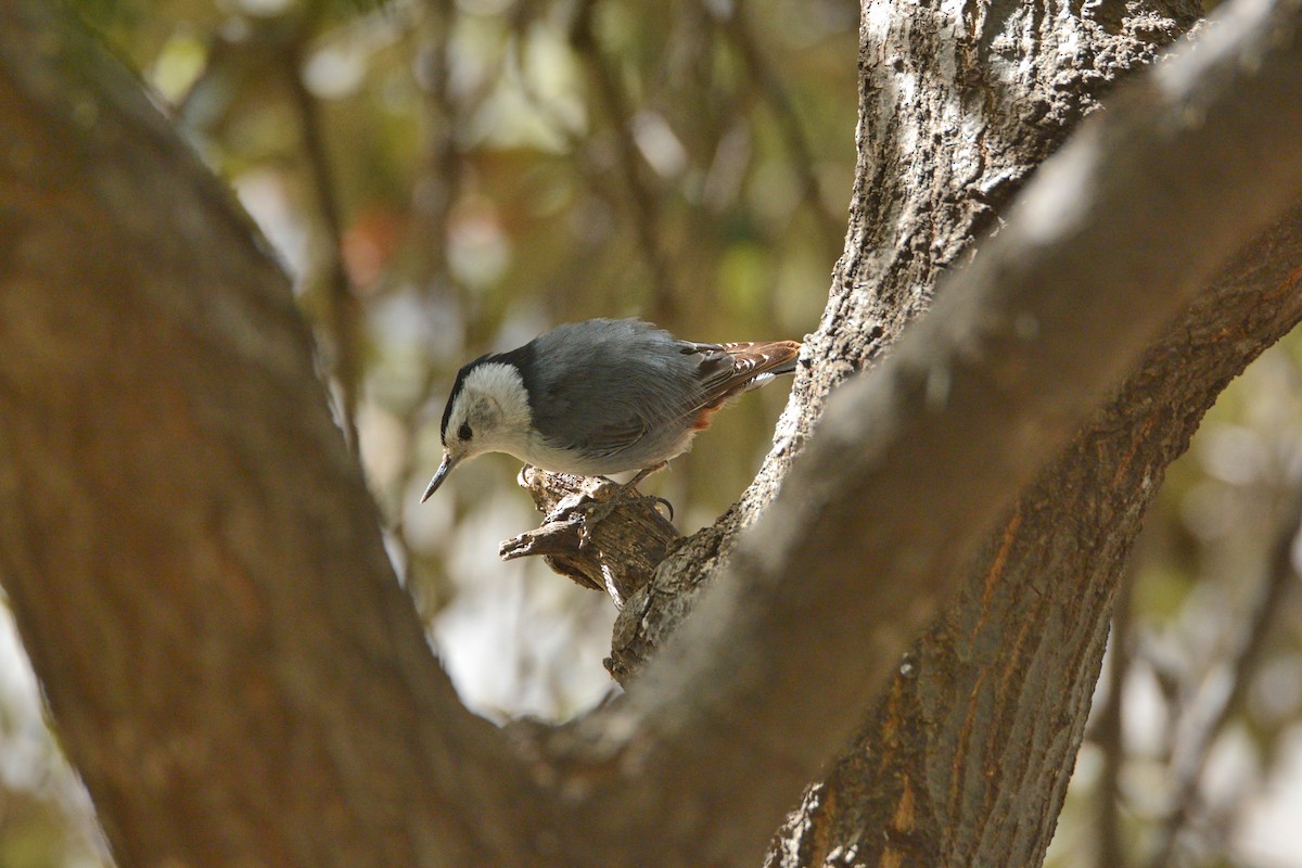 White-breasted Nuthatch - ML97928901