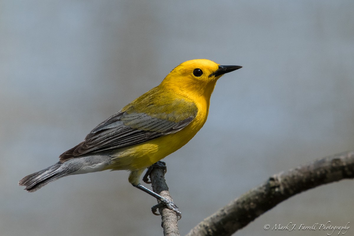 Prothonotary Warbler - Mark Farrell