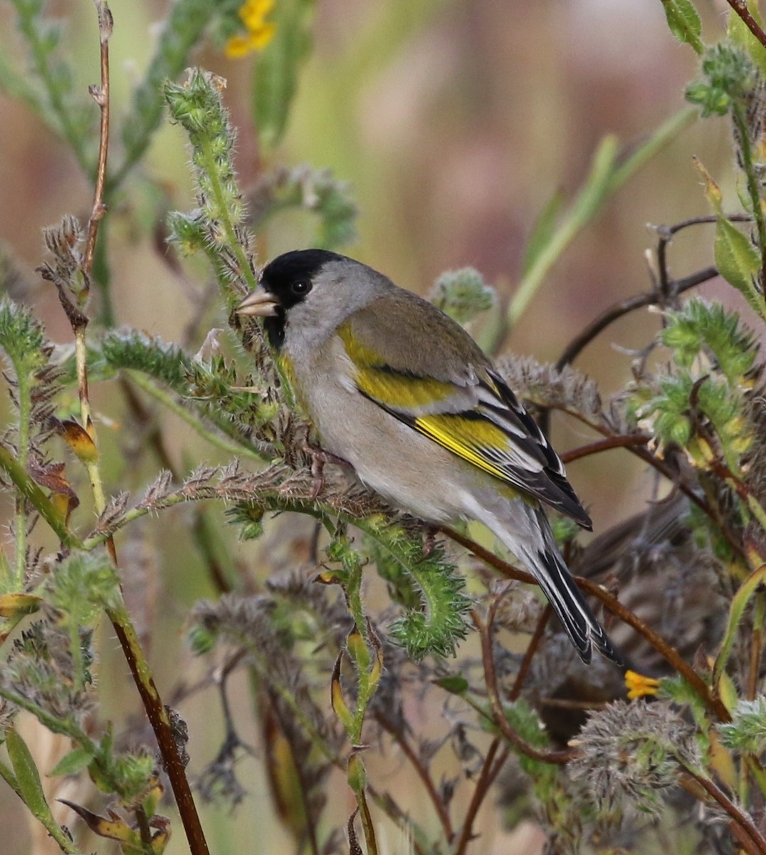 Lawrence's Goldfinch - ML97930911