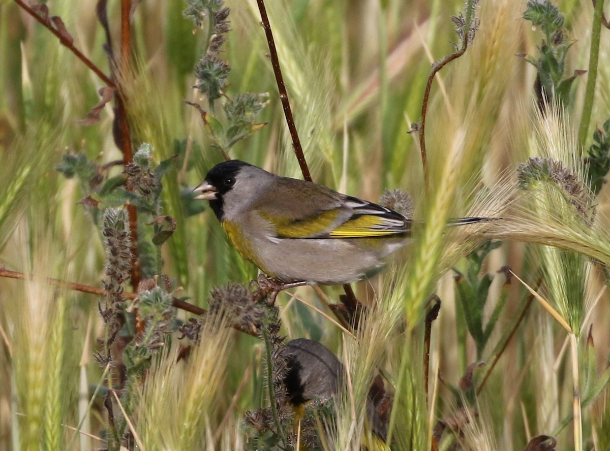 Lawrence's Goldfinch - ML97930931
