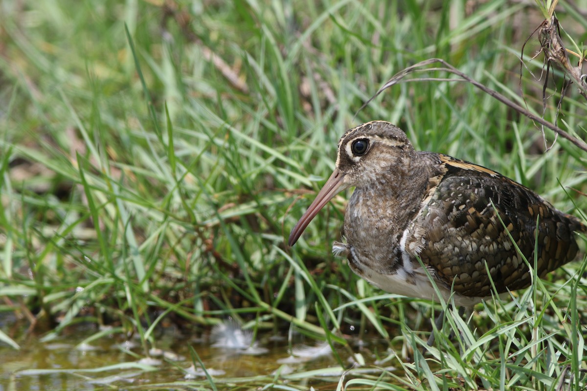 Greater Painted-Snipe - 舜昌 蕭