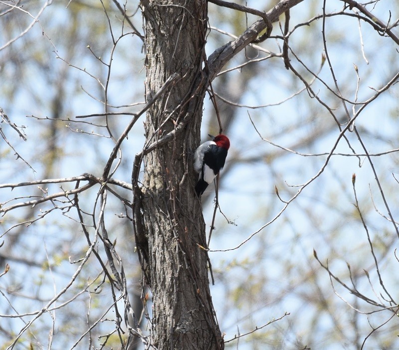 Red-headed Woodpecker - Mike Z