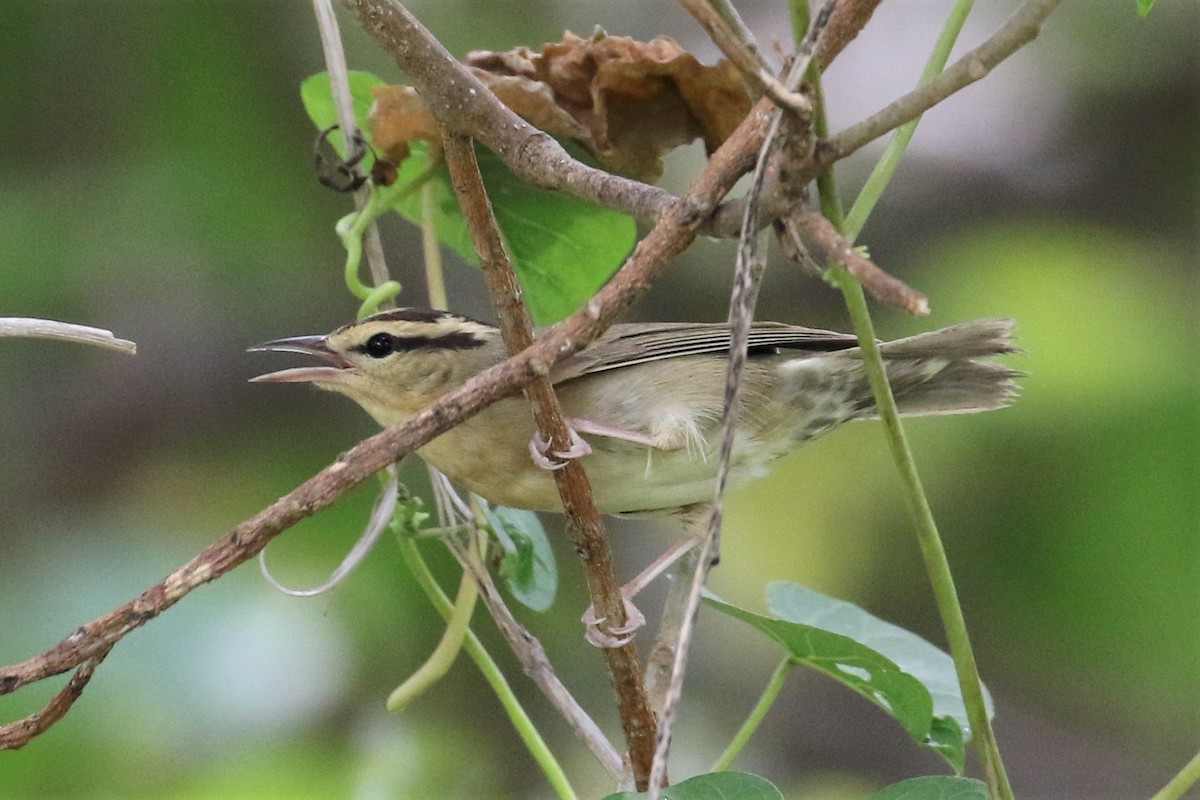 Worm-eating Warbler - Anthony Vicciarelli