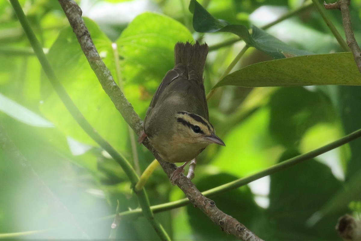 Worm-eating Warbler - Anthony Vicciarelli