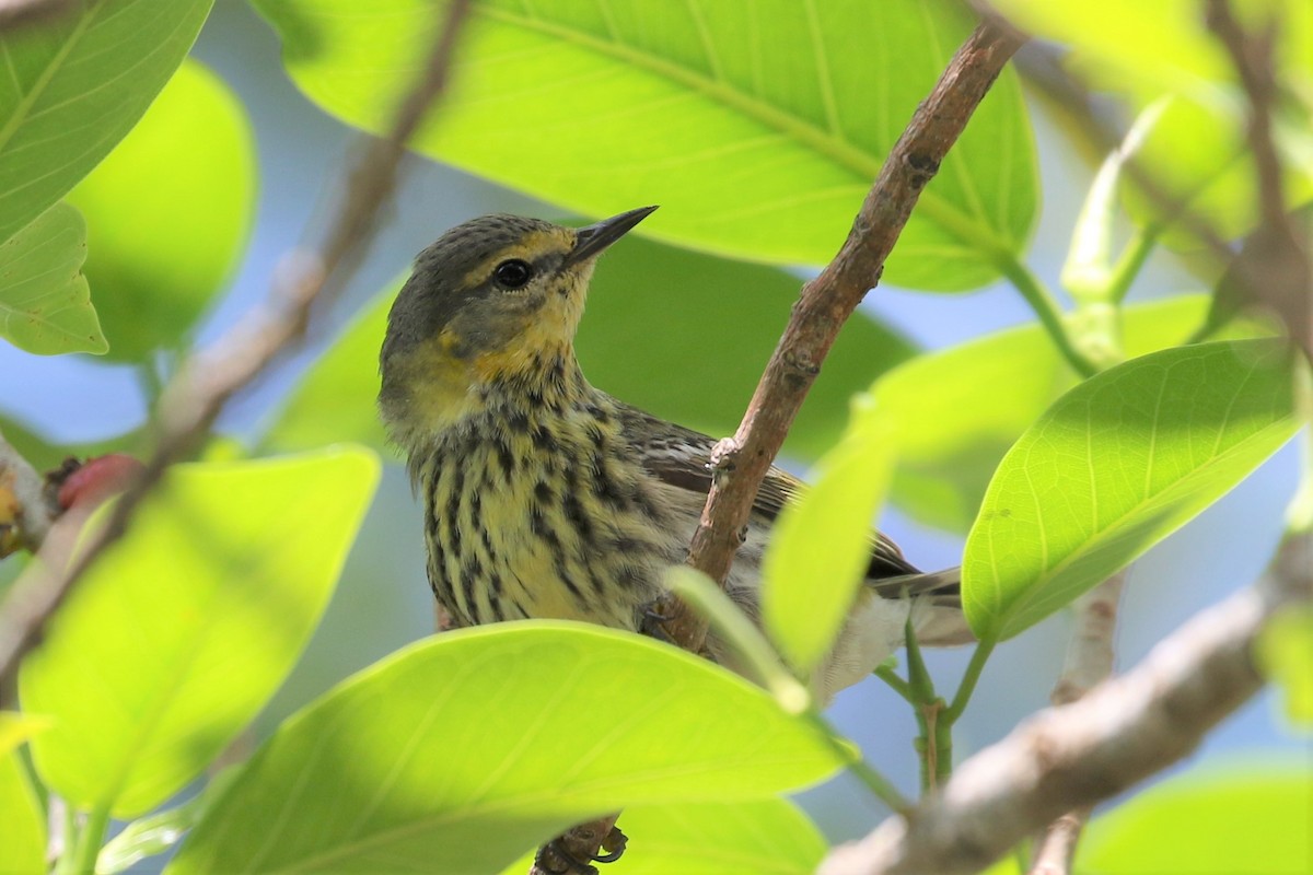 Cape May Warbler - Anthony Vicciarelli