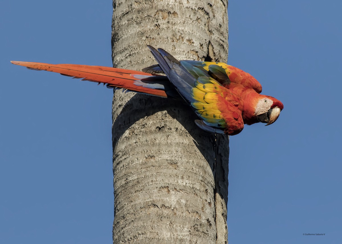 Scarlet Macaw - Guillermo  Saborío Vega