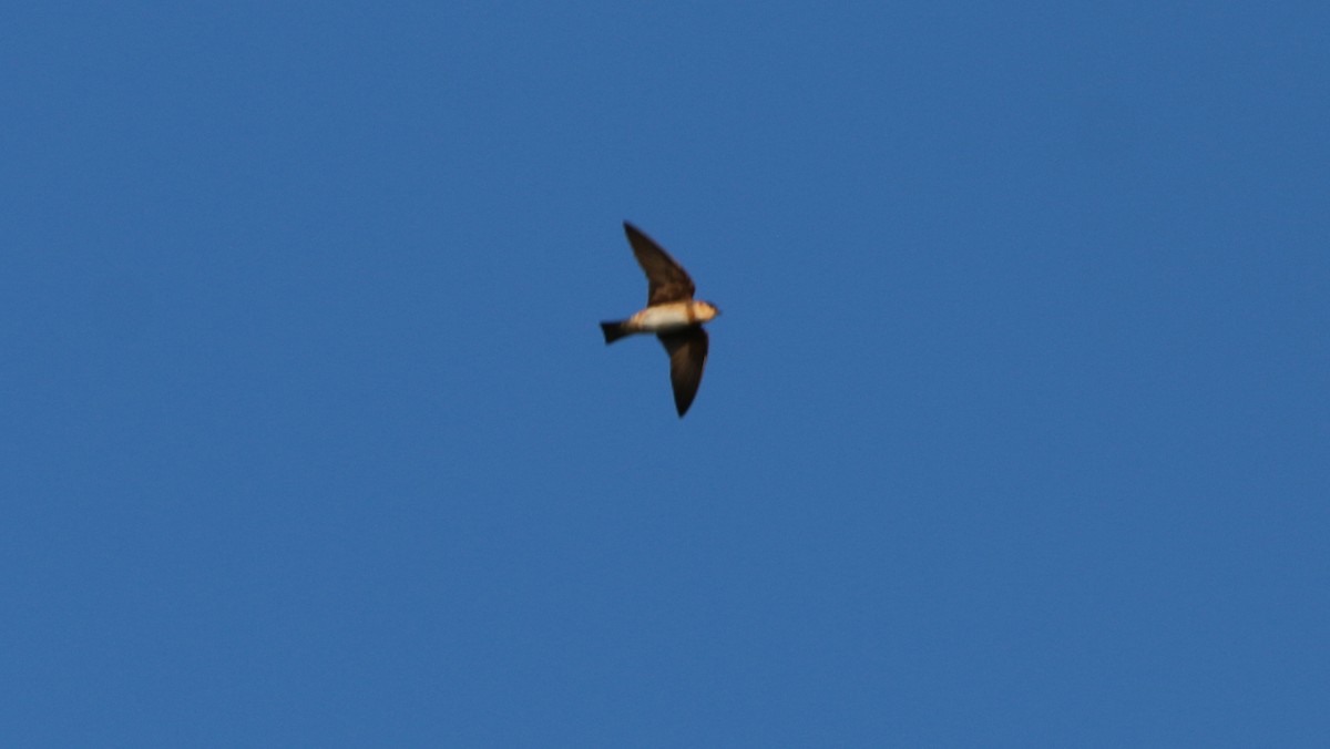Cave Swallow - ML97941741