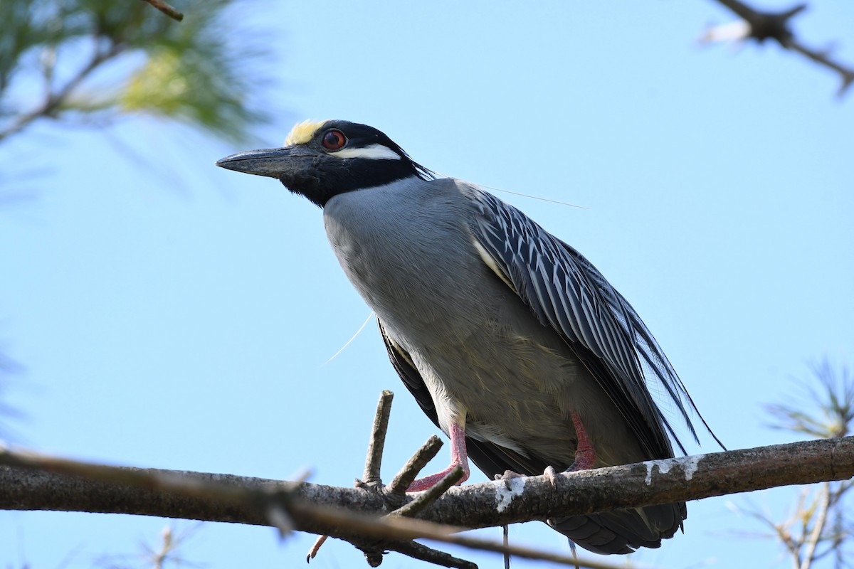 Yellow-crowned Night Heron - Barry Blust