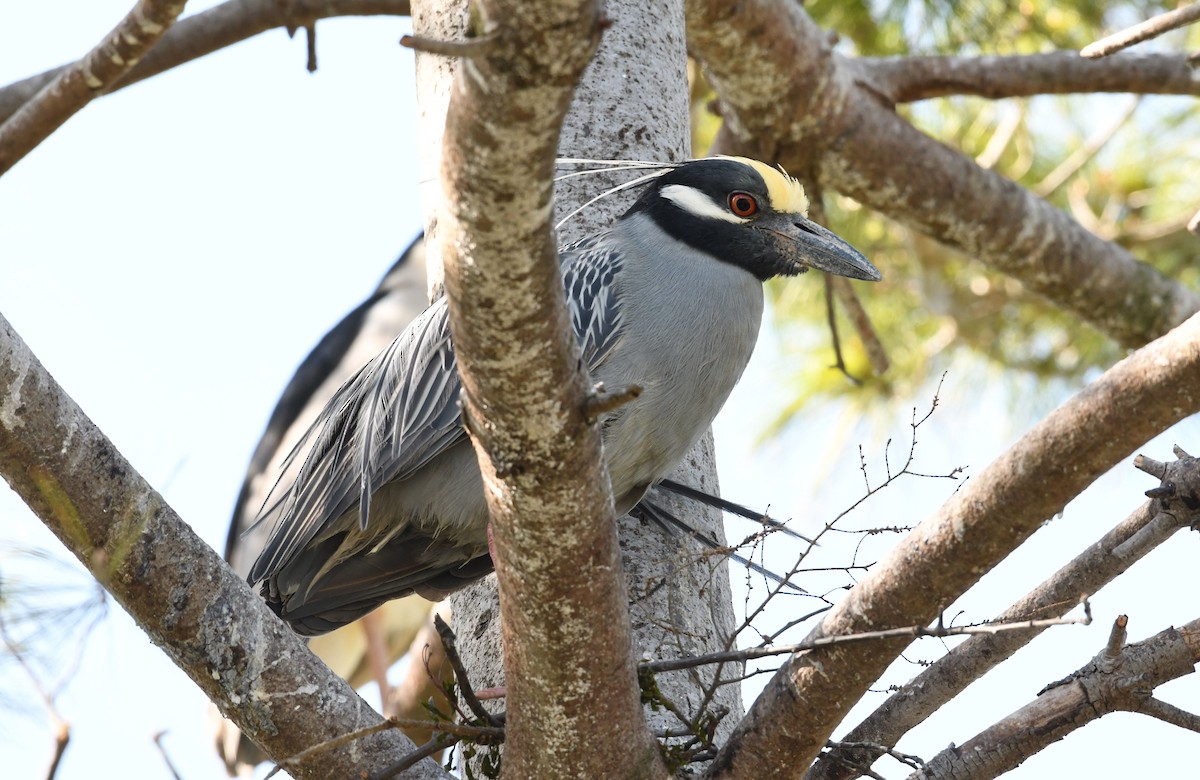 Yellow-crowned Night Heron - Barry Blust