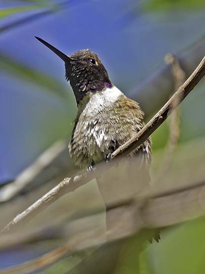 Black-chinned Hummingbird - Bill Hill