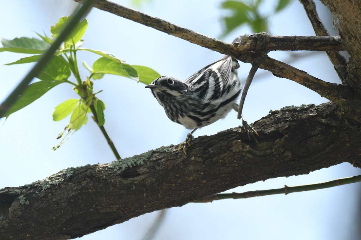 Black-and-white Warbler - ML97946211