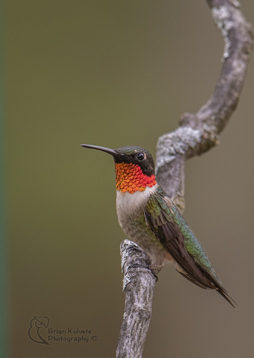 Ruby-throated Hummingbird - Brian Kulvete