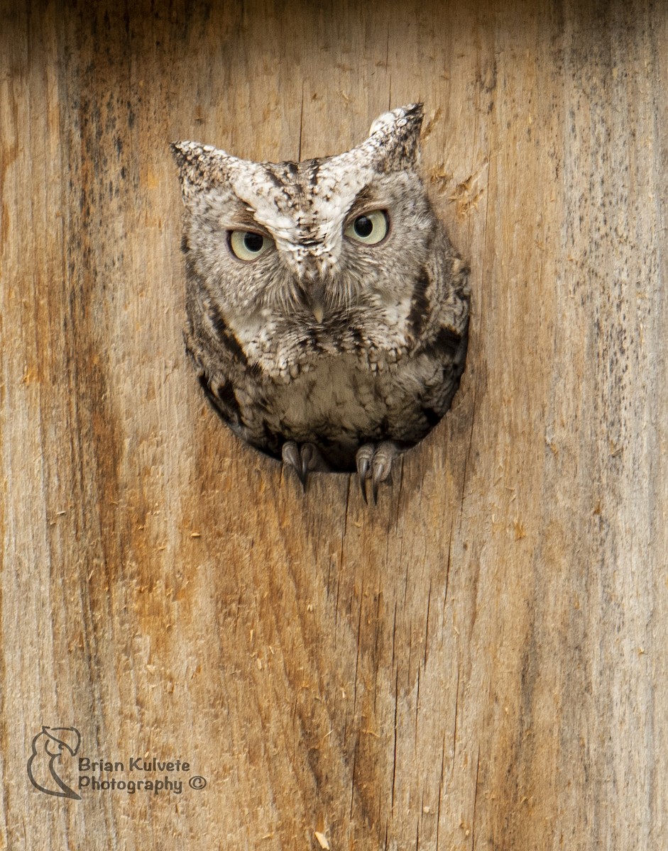 Eastern Screech-Owl - ML97947111