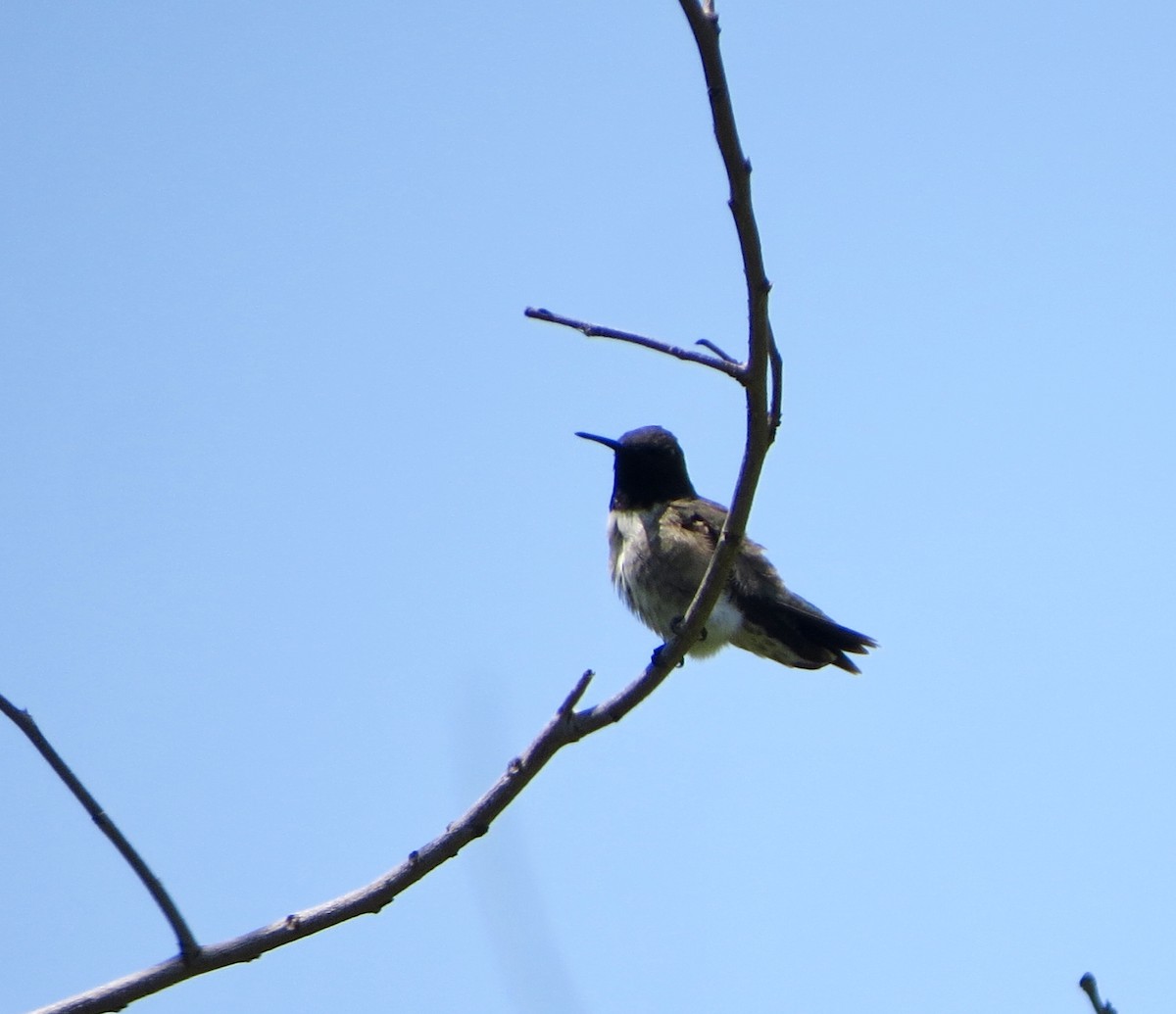 Black-chinned Hummingbird - Jeanne-Marie Maher
