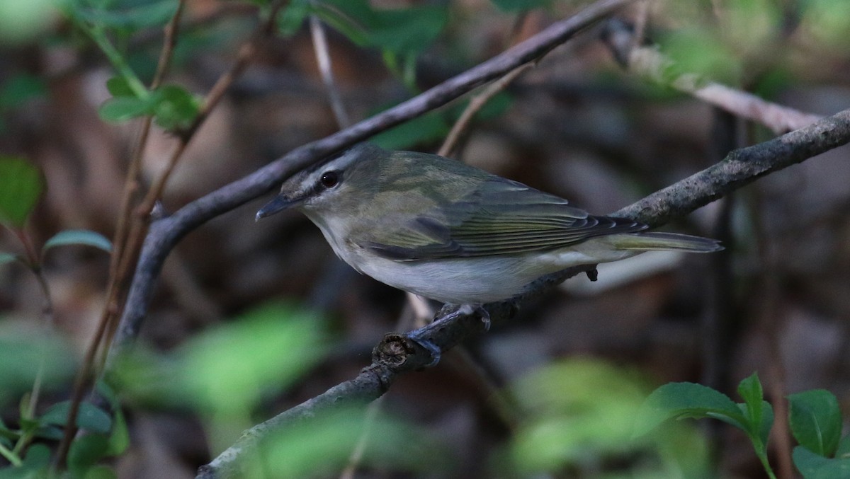 Red-eyed Vireo - David Carr