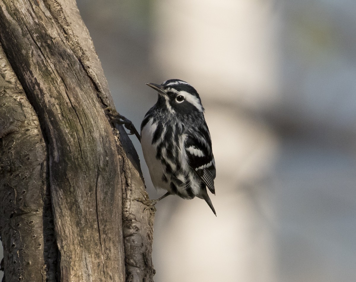 Black-and-white Warbler - Heather Wolf