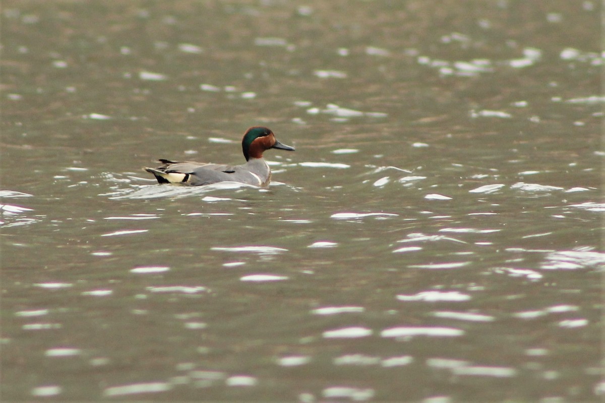 Green-winged Teal - ML97953231