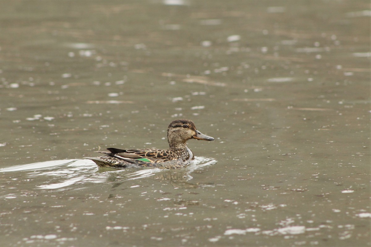Green-winged Teal - ML97953331