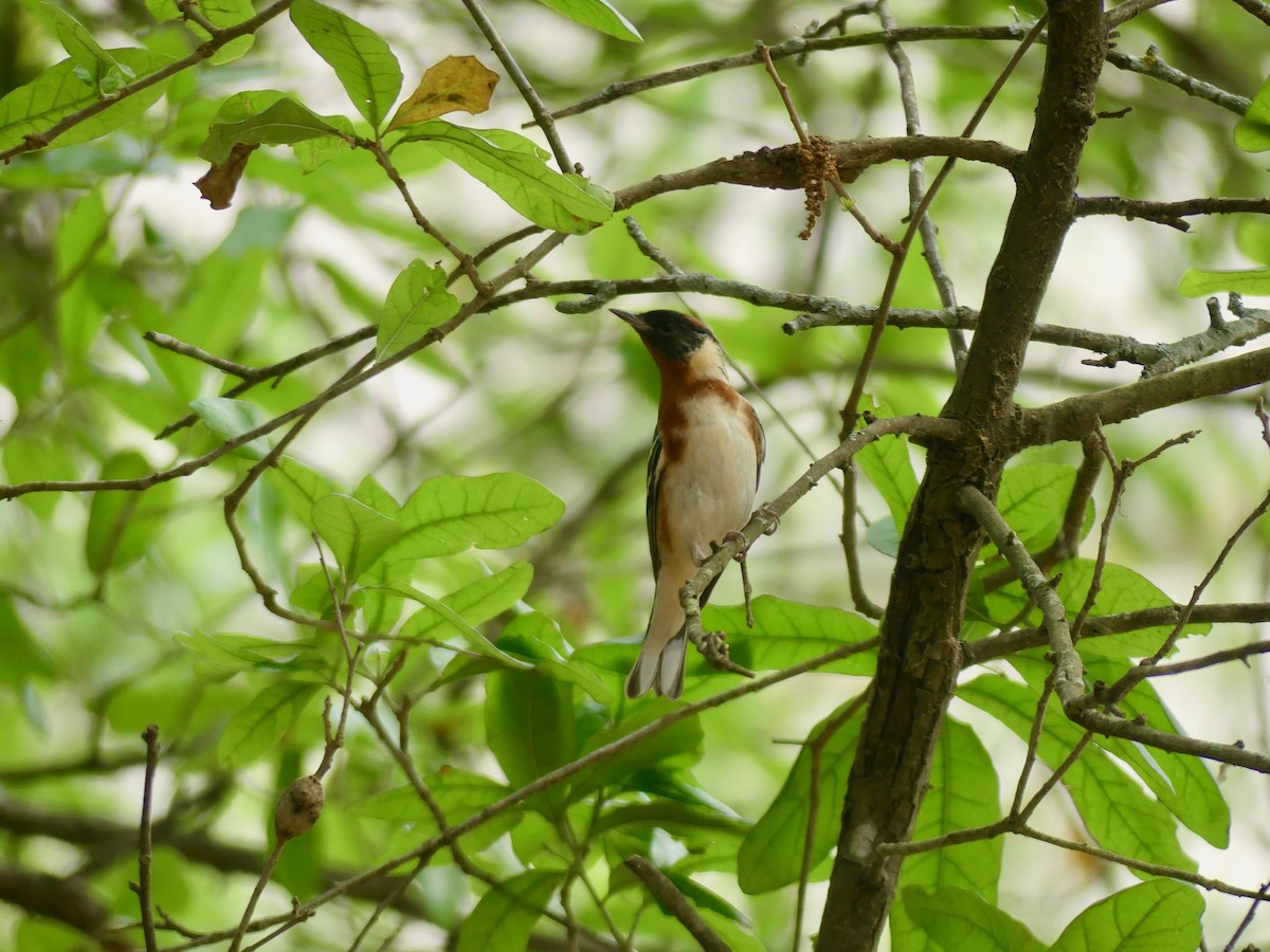 Bay-breasted Warbler - ML97955411