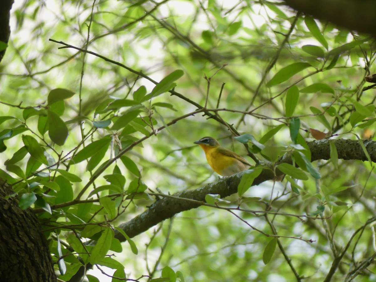 Yellow-breasted Chat - ML97955561