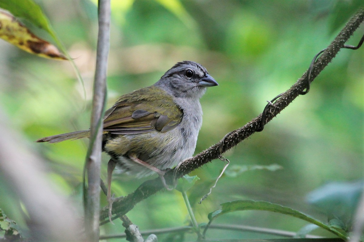 Green-backed Sparrow - Isaias Morataya