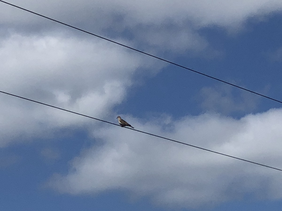 White-winged Dove - ML97960141