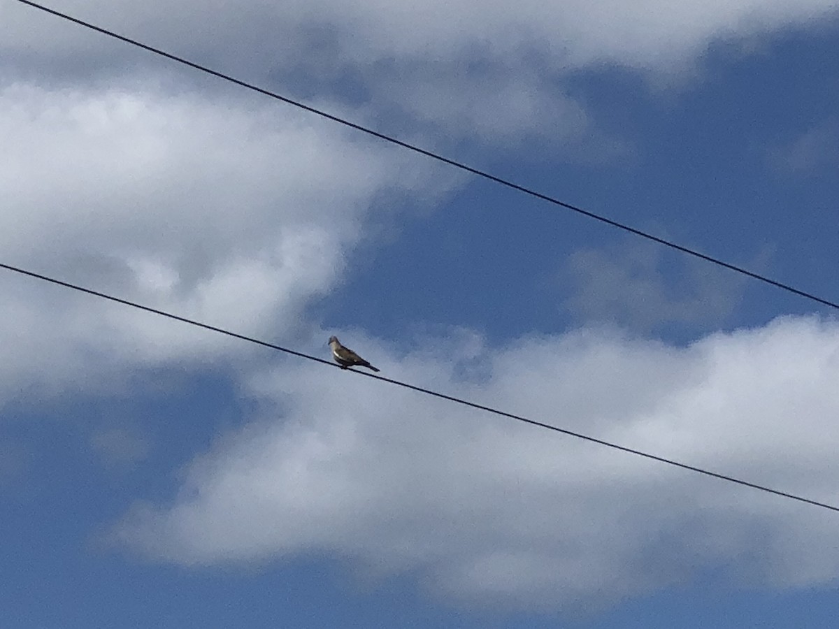 White-winged Dove - ML97960151